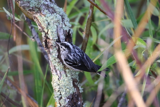 Black and white warbler, Anhinga Trail, Everglades National Park