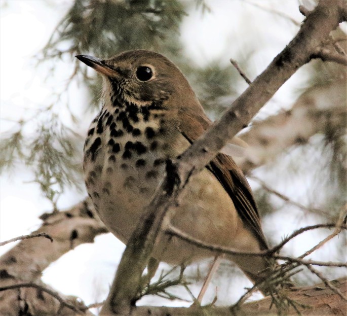 Hermit Thrush at Whitewater Memorial State Park, Lakeside Trail