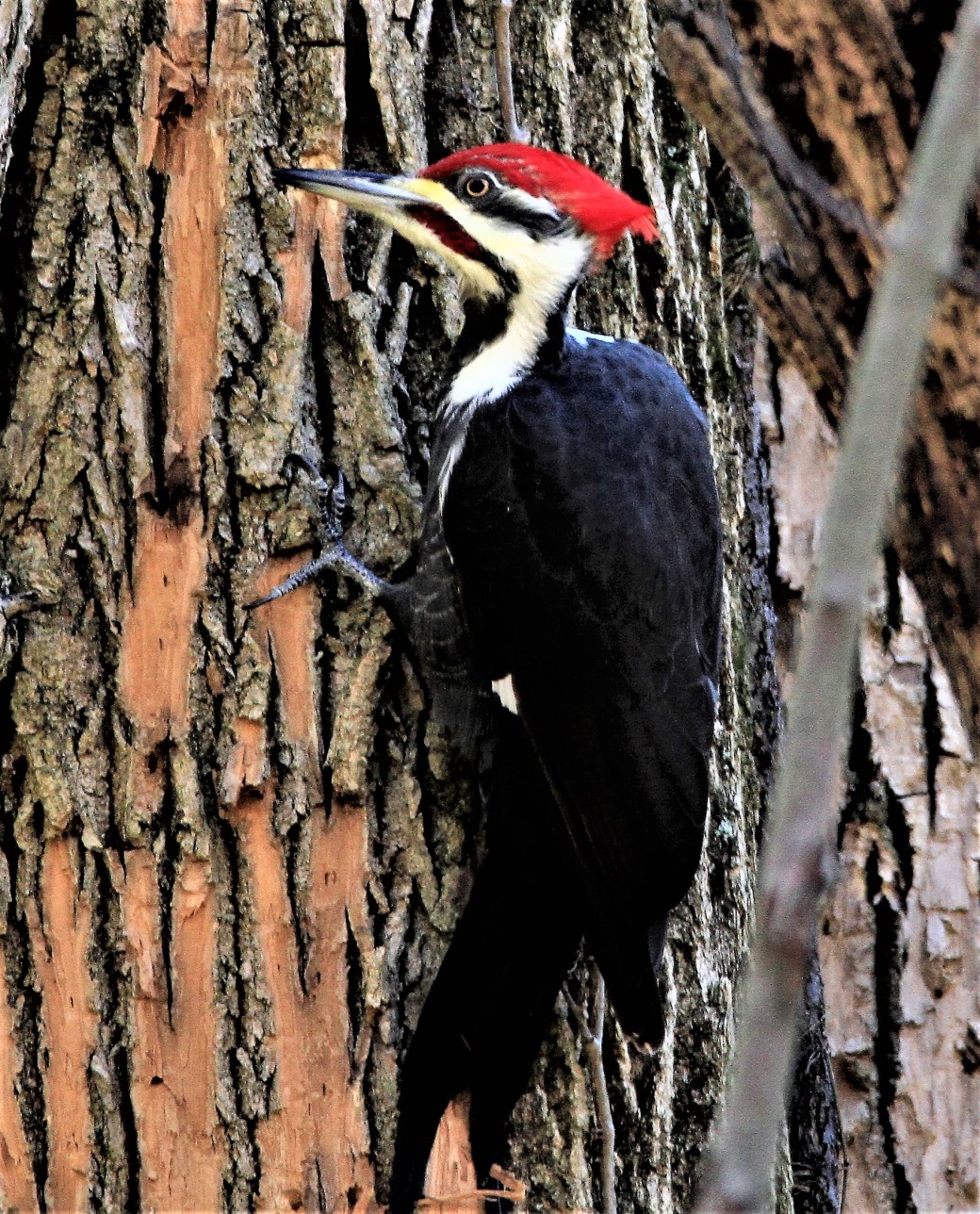 Pileated Woodpecker-Clifty Falls State Park (2).JPG