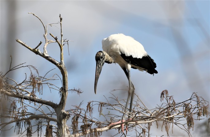 Wood Stork