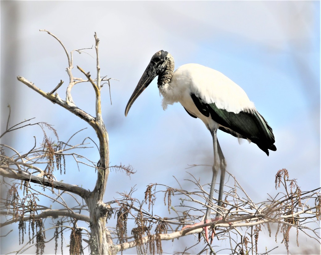 Wood Stork - Everglades (2)