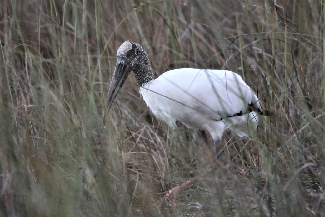 Wood Stork - Everglades