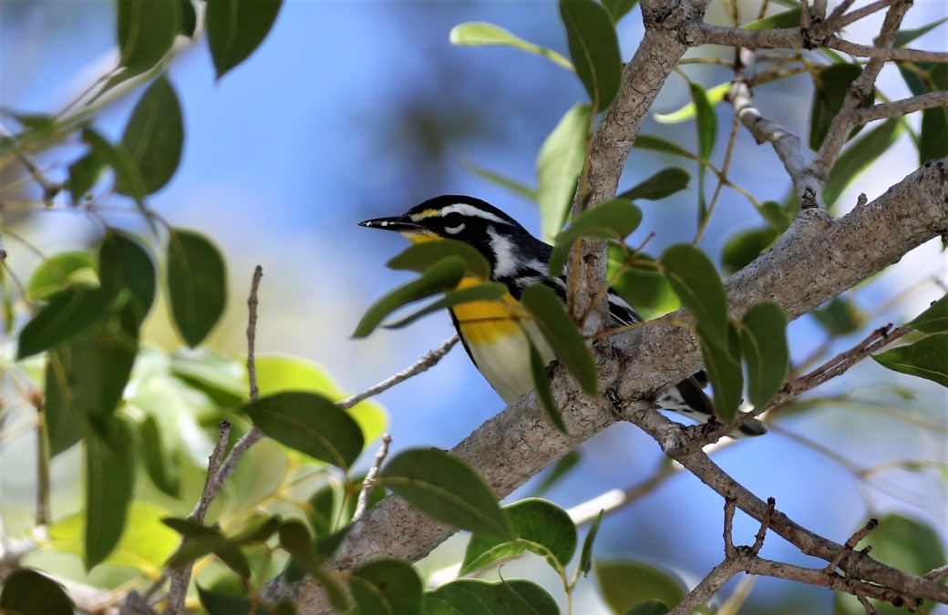 Yellow-throated warbler, Flamingo Bay, Everglades National Park